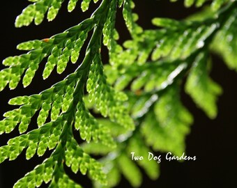 Morning Cedar - Nature Art Photograph