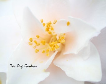 White Blush - Nature Art Photograph