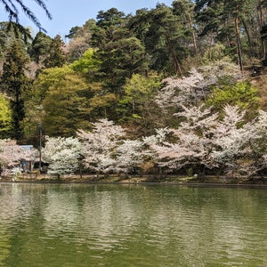 May include: A tranquil pond with a lush green forest in the background. The trees are in full bloom with delicate white cherry blossoms. The water is still and reflects the surrounding scenery.