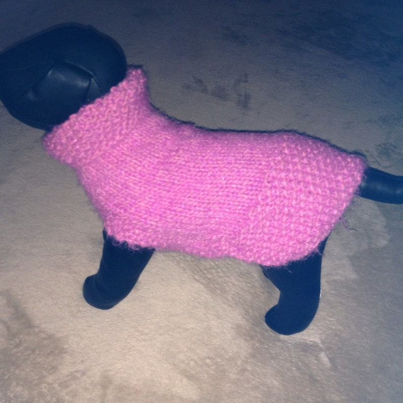chihuahua in sweater