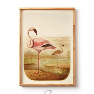 Vintage Flamingo illustration, Pink flamingo print, vintage Pink bird wall art, printable Wall Art, Digital download
