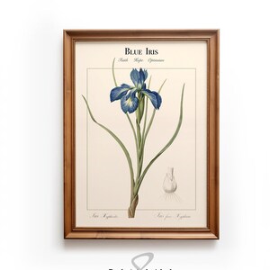 Op de afbeelding: Een ingelijste botanische illustratie van een blauwe iris met groene bladeren en een witte bol. De print is getiteld "Blue Iris" met de tekst "Faith Hope Optimism" eronder. De print is ingelijst in een bruin houten lijst.
