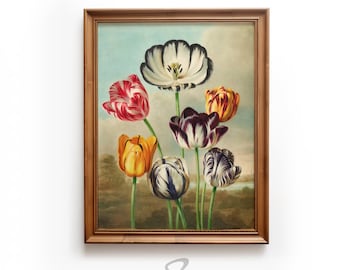 Vintage Tulip Illustration, Flower Garden, Spring Print, Vintage Flower Art, Farmhouse wall art, Spring Art, Digital Download