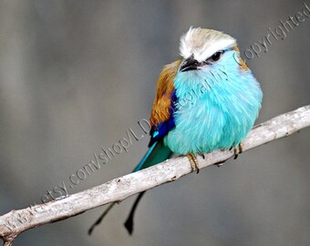 racquet tailed roller blue bird of Africa, blue bird photograph, animal photography, nature photography, children's wall decor, wall decor,