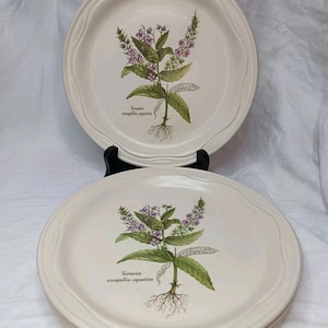 Puede incluir: Platos de cerámica blanquecina con borde festoneado. Cada plato presenta una ilustración botánica de una planta con flores moradas, hojas verdes y el texto "Veronica anagallis-aquatica".