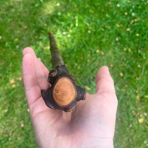 Irish Blackthorn Walking Stick: Rootball Hiking Cane