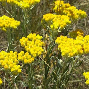LIFE EVERLASTING FLOWERS | Wildcrafted Bulgarian Helichrysum Arenarium Dried | Herbal Tea, Apothecary & Craft Botanical image 12