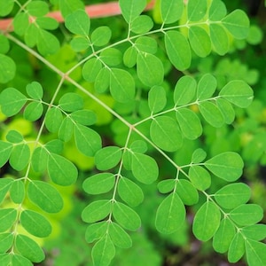 Puede incluir: Una rama de planta de moringa de color verde vibrante con m&uacute;ltiples fol&iacute;olos peque&ntilde;os, redondeados y ovalados dispuestos en un patr&oacute;n pinnado a lo largo de tallos delgados y claros. Las hojas muestran una textura lisa y un color verde uniforme.