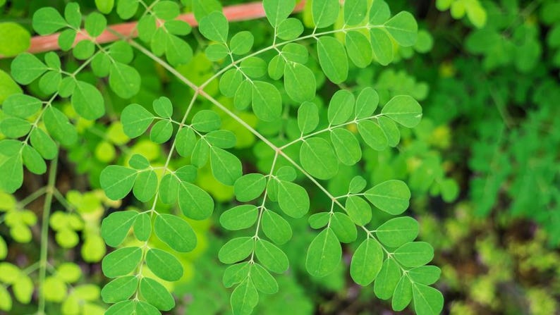 Puede incluir: Una rama de planta de moringa de color verde vibrante con m&uacute;ltiples fol&iacute;olos peque&ntilde;os, redondeados y ovalados dispuestos en un patr&oacute;n pinnado a lo largo de tallos delgados y claros. Las hojas muestran una textura lisa y un color verde uniforme.