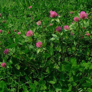 May include: A field of green clover with numerous pink, spherical flower heads. The image is a close-up, showcasing the vibrant colors and textures of the plants. The clover leaves are a deep green, contrasting with the bright pink flowers.