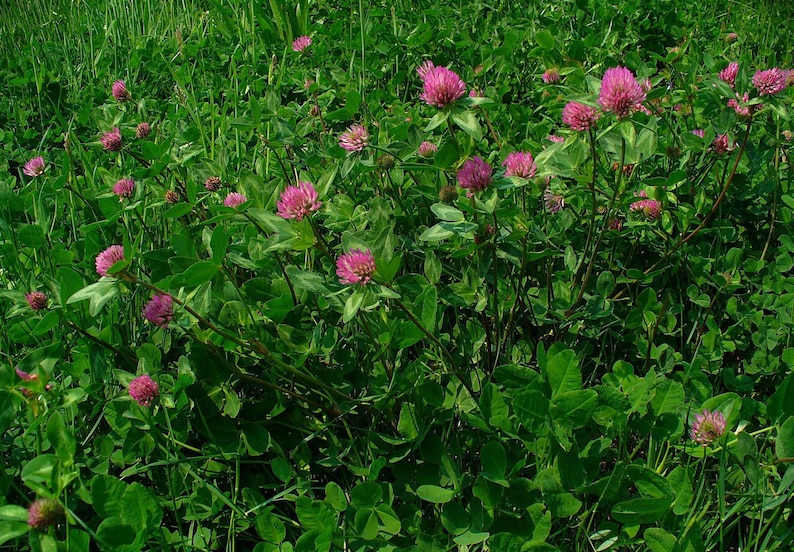 May include: A field of green clover with numerous pink, spherical flower heads. The image is a close-up, showcasing the vibrant colors and textures of the plants. The clover leaves are a deep green, contrasting with the bright pink flowers.