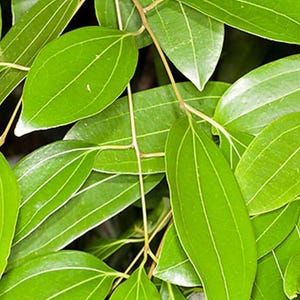 May include: A cluster of vibrant green cinnamon leaves featuring a smooth, glossy texture and distinct longitudinal veins that run parallel from the base to the pointed tip, connected by thin, light brown stems in a dense, overlapping arrangement.