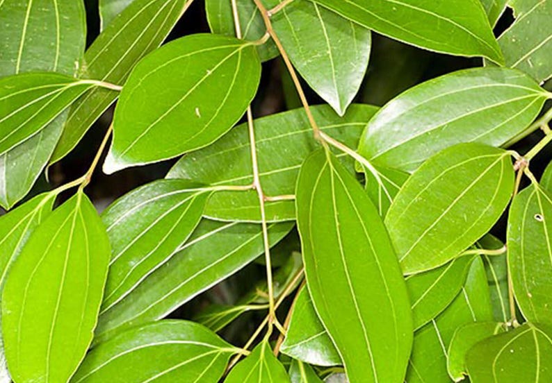 May include: A cluster of vibrant green cinnamon leaves featuring a smooth, glossy texture and distinct longitudinal veins that run parallel from the base to the pointed tip, connected by thin, light brown stems in a dense, overlapping arrangement.