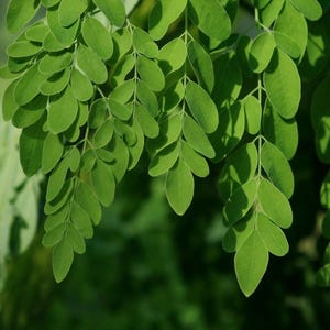 Puede incluir: Un racimo de hojas de moringa de color verde vibrante que cuelgan hacia abajo. El follaje consta de m&uacute;ltiples fol&iacute;olos peque&ntilde;os de forma ovalada dispuestos en un patr&oacute;n pinnado a lo largo de tallos finos de color verde claro, creando un aspecto delicado.