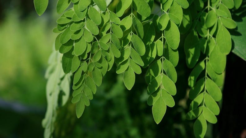 Puede incluir: Un racimo de hojas de moringa de color verde vibrante que cuelgan hacia abajo. El follaje consta de m&uacute;ltiples fol&iacute;olos peque&ntilde;os de forma ovalada dispuestos en un patr&oacute;n pinnado a lo largo de tallos finos de color verde claro, creando un aspecto delicado.
