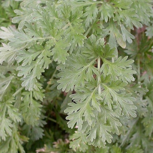 May include: Detailed image of a plant with delicate, light green leaves. The leaves have a soft, textured surface and are closely packed together. The plant's overall colour is a muted green, with subtle silver tones.