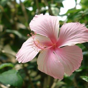 May include: A single light pink hibiscus flower with five broad, overlapping petals and a prominent central stamen column extending outwards, featuring small yellow pollen-covered anthers at the tip against a backdrop of green foliage.