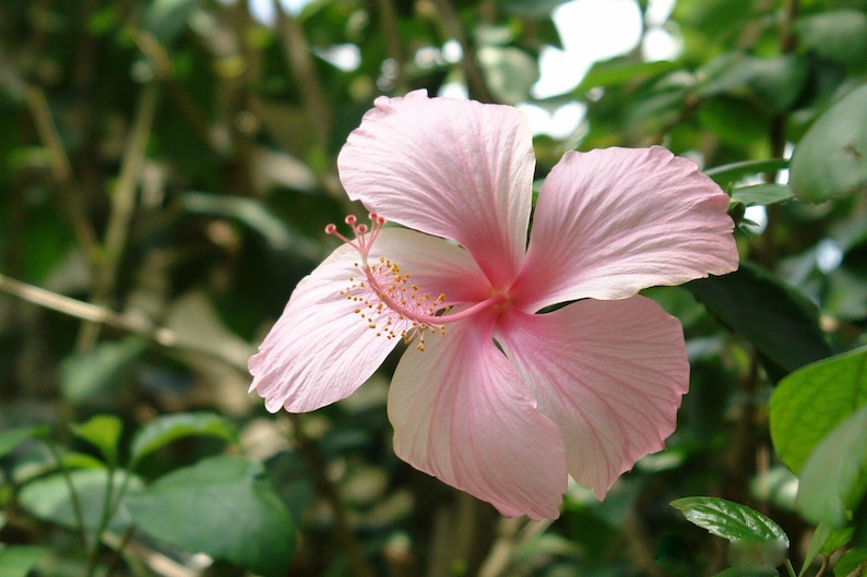 May include: A single light pink hibiscus flower with five broad, overlapping petals and a prominent central stamen column extending outwards, featuring small yellow pollen-covered anthers at the tip against a backdrop of green foliage.