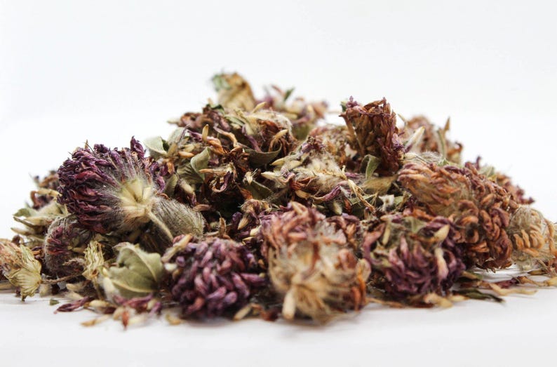 Close-up of dried red clover flowers, vibrant pink-red botanical
www.pureherbslife.com