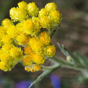 LIFE EVERLASTING FLOWERS | Wildcrafted Bulgarian Helichrysum Arenarium Dried | Herbal Tea, Apothecary & Craft Botanical image 11