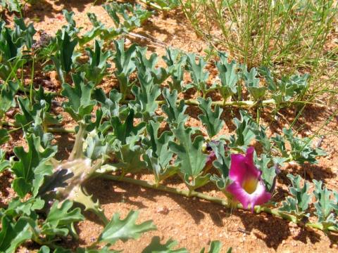 Organic DEVIL'S CLAW ROOT | Harpagophytum Procumbens | Herbal Tea ...