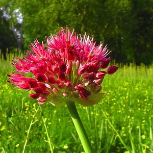 May include: A close-up of a vibrant pink flower with a spherical bloom, set against a backdrop of a lush green meadow. The flower's petals are a deep pink, and the stem is a bright green. The background features a mix of green grass and trees.