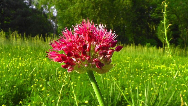 May include: A close-up of a vibrant pink flower with a spherical bloom, set against a backdrop of a lush green meadow. The flower's petals are a deep pink, and the stem is a bright green. The background features a mix of green grass and trees.