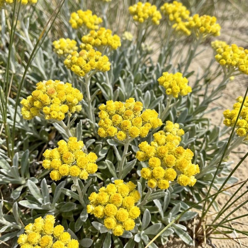 Peut inclure: Un groupe de fleurs jaune vif aux petits p&eacute;tales arrondis dispos&eacute;s en t&ecirc;tes denses et plates. La plante pr&eacute;sente des feuilles lanc&eacute;ol&eacute;es vert argent&eacute; et des tiges fines et dress&eacute;es, cr&eacute;ant un aspect textur&eacute; dans un cadre naturel.