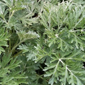 May include: Close-up of green and silver-green plant foliage. The leaves are deeply lobed and have a soft, textured appearance. The plant has a dense, bushy growth habit, with multiple stems and branches.
