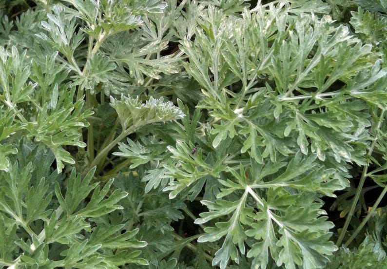 May include: Close-up of green and silver-green plant foliage. The leaves are deeply lobed and have a soft, textured appearance. The plant has a dense, bushy growth habit, with multiple stems and branches.
