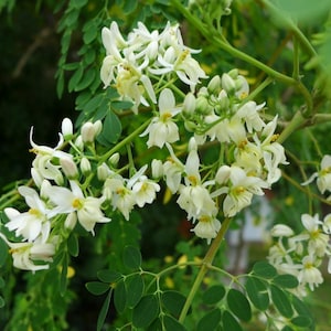 Puede incluir: Un racimo de delicadas flores blancas con centros amarillos floreciendo en una rama. Las flores tienen cinco p&eacute;talos cada una y est&aacute;n rodeadas por peque&ntilde;as hojas verdes ovaladas dispuestas en pares a lo largo de tallos y ramas verde claro.