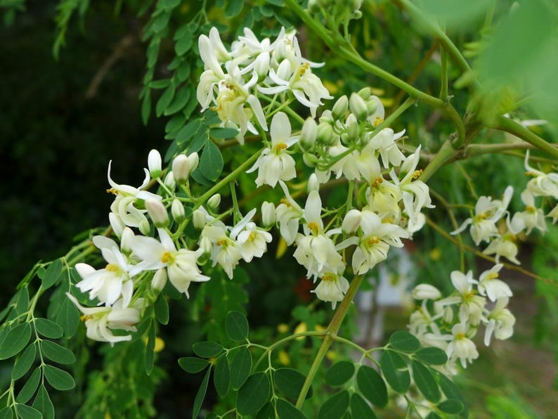 Puede incluir: Un racimo de delicadas flores blancas con centros amarillos floreciendo en una rama. Las flores tienen cinco p&eacute;talos cada una y est&aacute;n rodeadas por peque&ntilde;as hojas verdes ovaladas dispuestas en pares a lo largo de tallos y ramas verde claro.