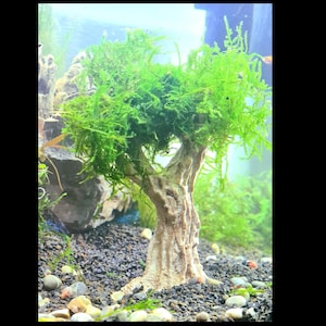 Op de afbeelding: Een miniatuur bonsai boom met heldergroen blad en een getextureerde, lichtbruine stam. De boom is geplant in een grindsubstraat, waardoor een naturalistische aquatische omgeving ontstaat. Kleine kiezels en waterplanten zijn ook zichtbaar.