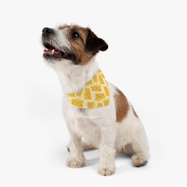 May include: A white and brown Jack Russell Terrier dog wearing a yellow bandana with a cheese pattern. The dog is sitting and looking up.