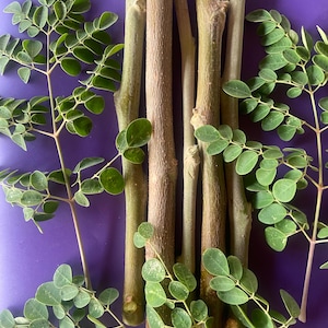 May include: A collection of moringa tree cuttings with green leaves and brown stems, arranged on a purple surface. The leaves are small and oval-shaped, and the stems vary in thickness.
