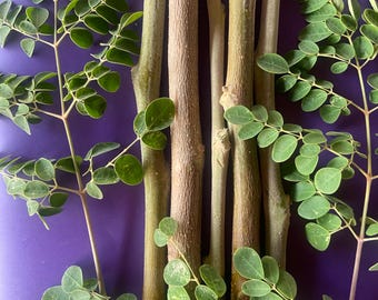 Moringa Tree Cutting for Planting. Organic