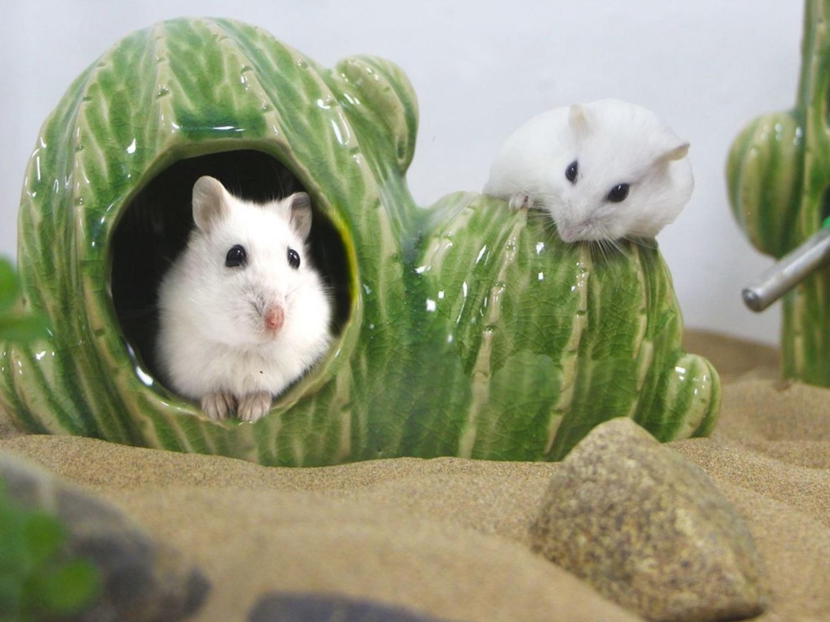 Hamster Hideout Singapore