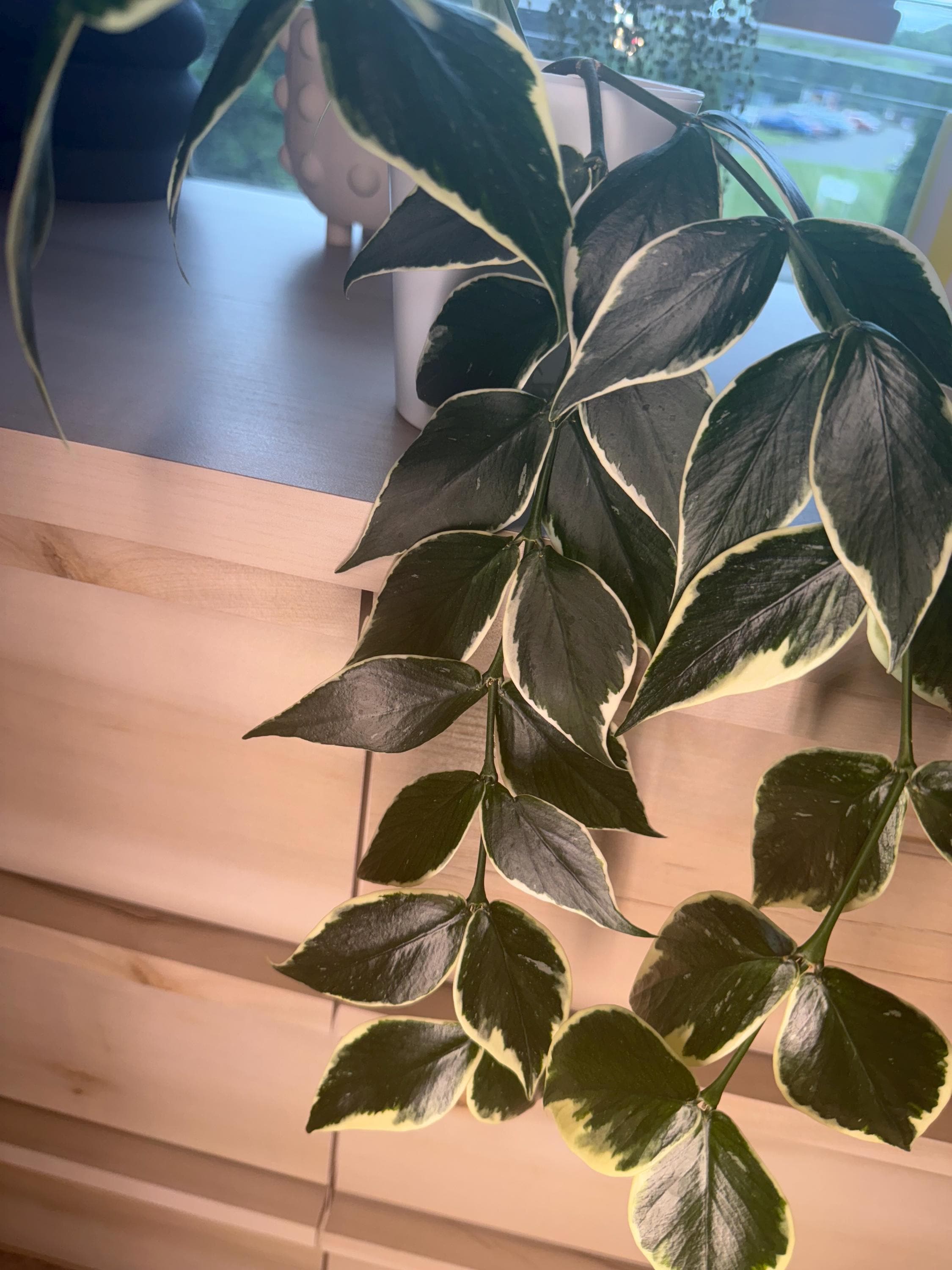 GWセール怪奇植物　斑入り人魚ホヤ Hoya polyneura broget GWセール怪奇植物 斑入り人魚ホヤ Hoya polyneura broget 希少