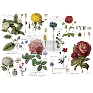 VINTAGE BOTANICAL -Furniture Transfers, ReDesign with Prima,  Prima Transfer, Decor Transfer, Rub On Transfer