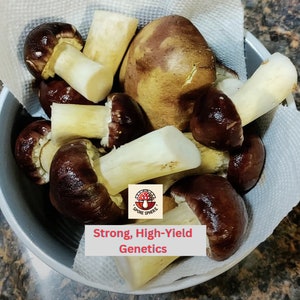 May include: A close-up shot of freshly harvested mushrooms with dark brown caps and white stems, resting on a paper towel inside a gray bowl. The text "Strong, High-Yield Genetics" is displayed on a white background.