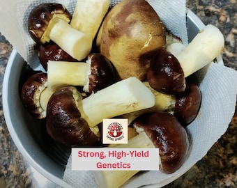Isolated Winecap Mushroom Liquid Culture Syringe