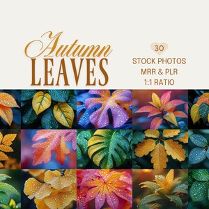 May include: A collage of colorful autumn leaves with water droplets. The leaves display shades of orange, yellow, red, and green. The image includes the text "Autumn Leaves" and "30 Stock Photos MRR & PLR 1:1 Ratio".