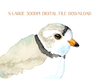 PRINTABLE Piping Plover watercolour painting - digital download