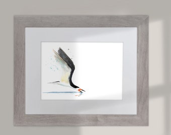 PRINTABLE American Skimmer watercolour painting - digital download