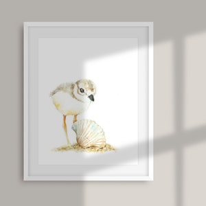 Piping Plover chick with seashell | watercolour painting coastal wall art