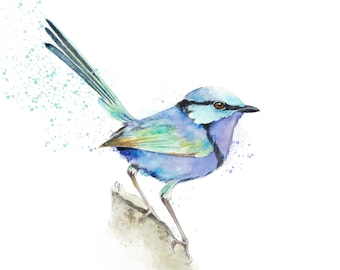 Superb Fairywren print from my Australian bird watercolour painting