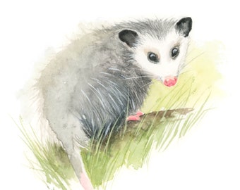 Virginia Opossum Watercolor Painting | giclée print | woodland wall art