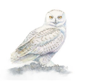 Snowy Owl Watercolor Painting art print | Bird Wall Art