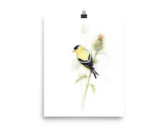 American Goldfinch on thistle watercolour painting yellow bird print