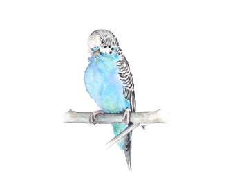 Peinture à l’aquarelle Blue Budgie Preening MATTE PRINT